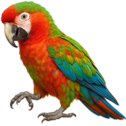 Shamrock Macaw